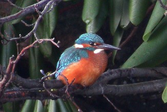 Isfugl, Common Kingfisher (Porsnes, Halden)
